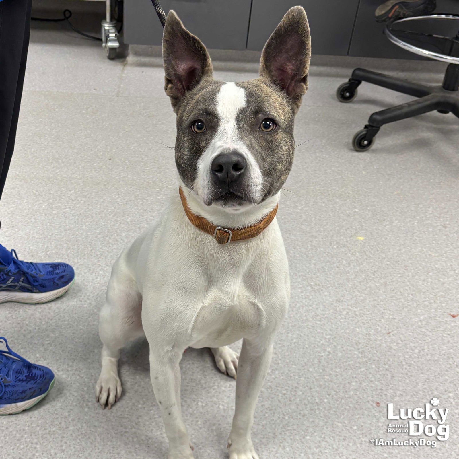 JAGGER - Terrier available for adoption