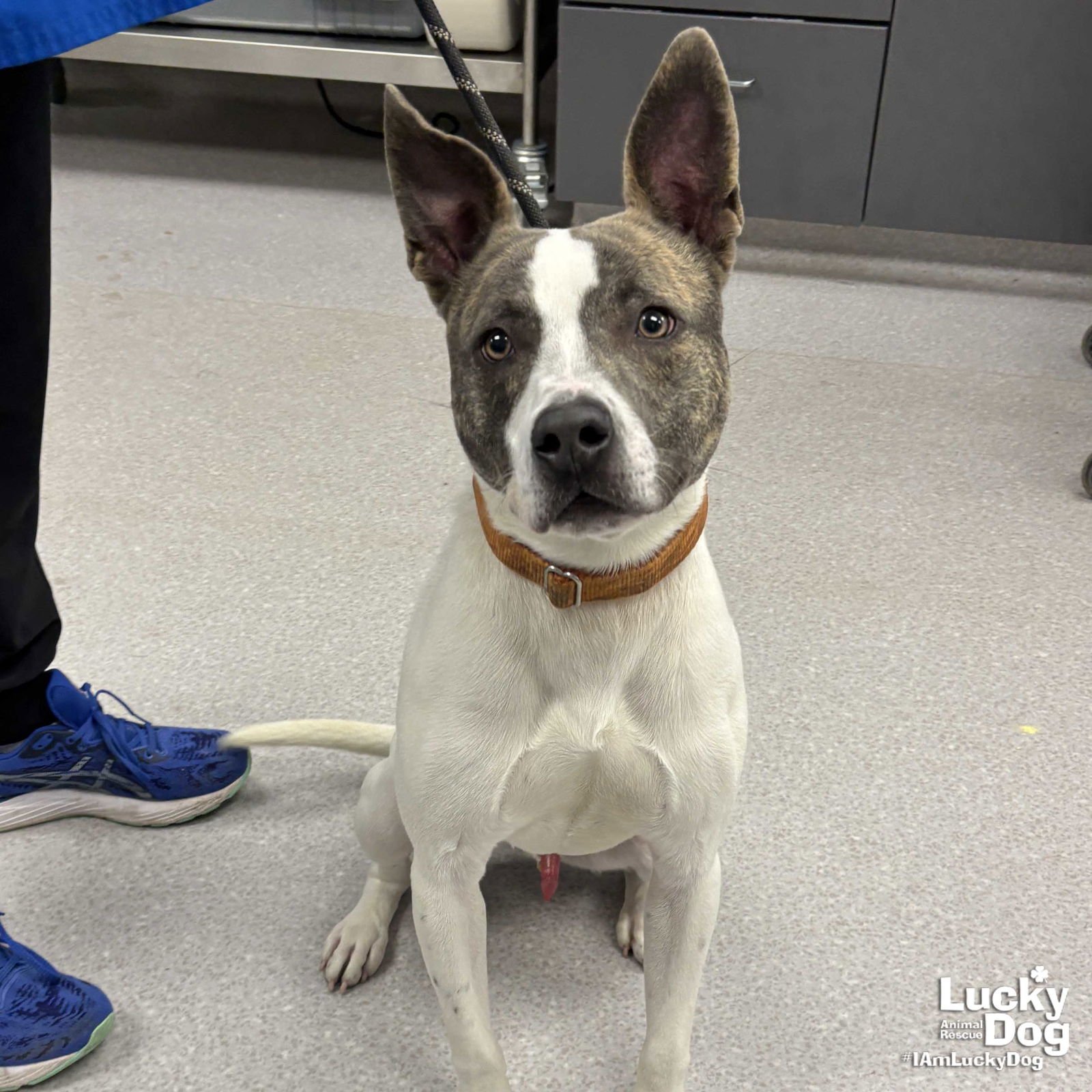 JAGGER - Terrier available for adoption