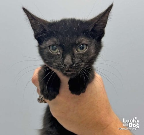 LAVENDER - Domestic Short Hair available for adoption