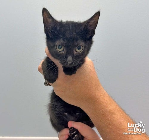 LAVENDER - Domestic Short Hair available for adoption