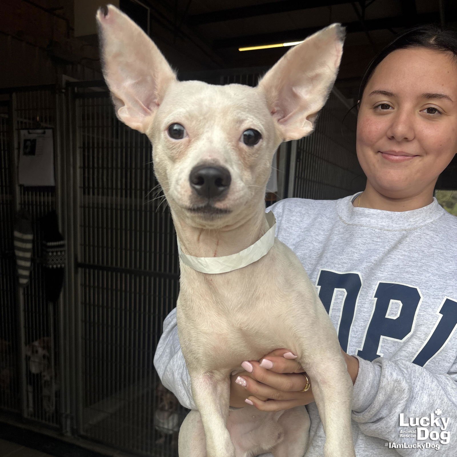 NIEVE - Chihuahua available for adoption