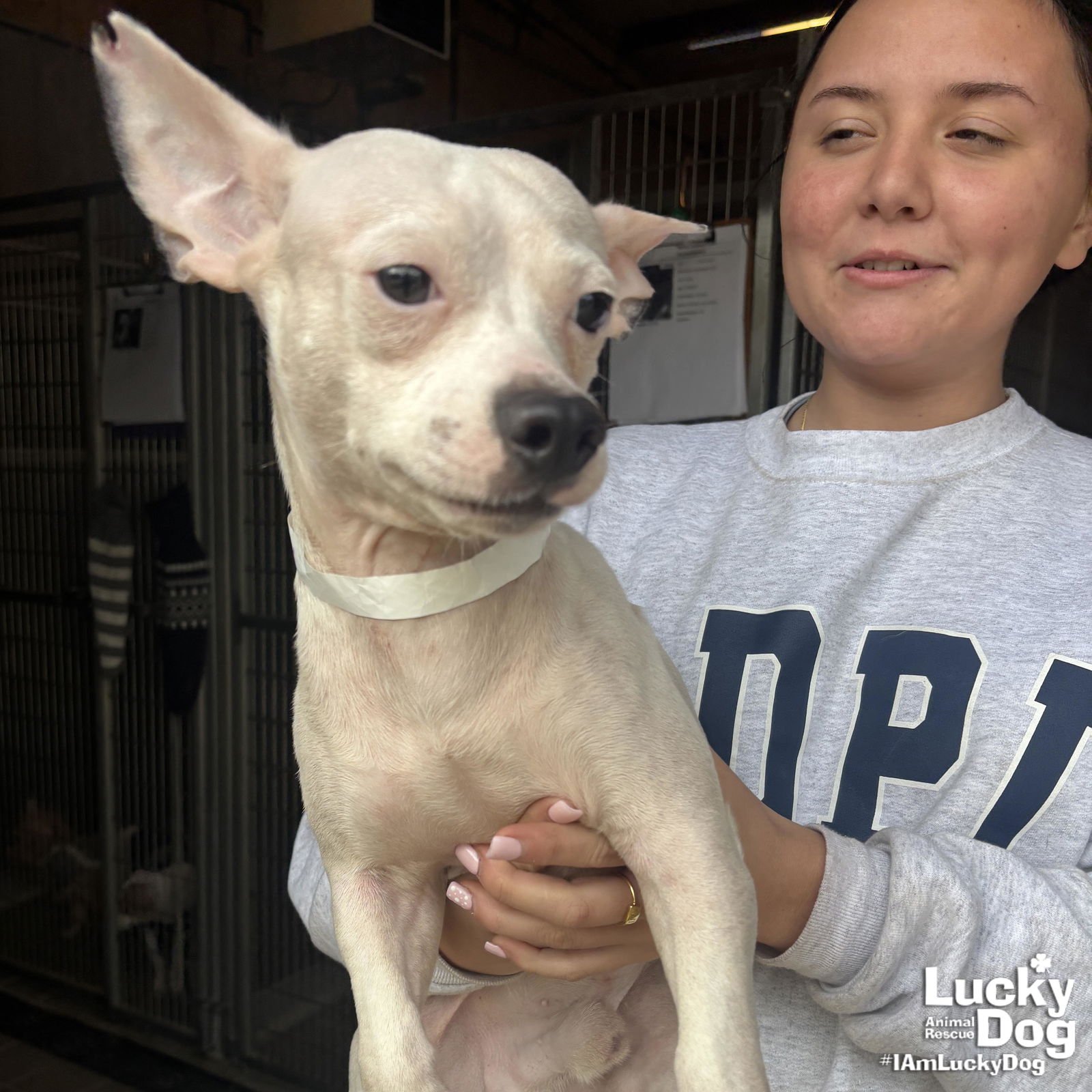 NIEVE - Chihuahua available for adoption