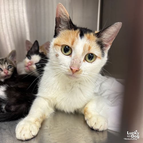 CALLY - Domestic Short Hair available for adoption
