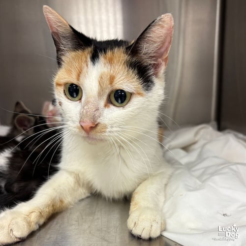 CALLY - Domestic Short Hair available for adoption