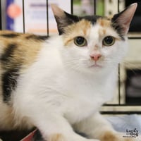 Cally - Photo 2