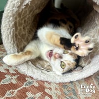 Cally - Photo 3