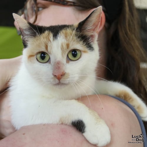CALLY - Domestic Short Hair available for adoption