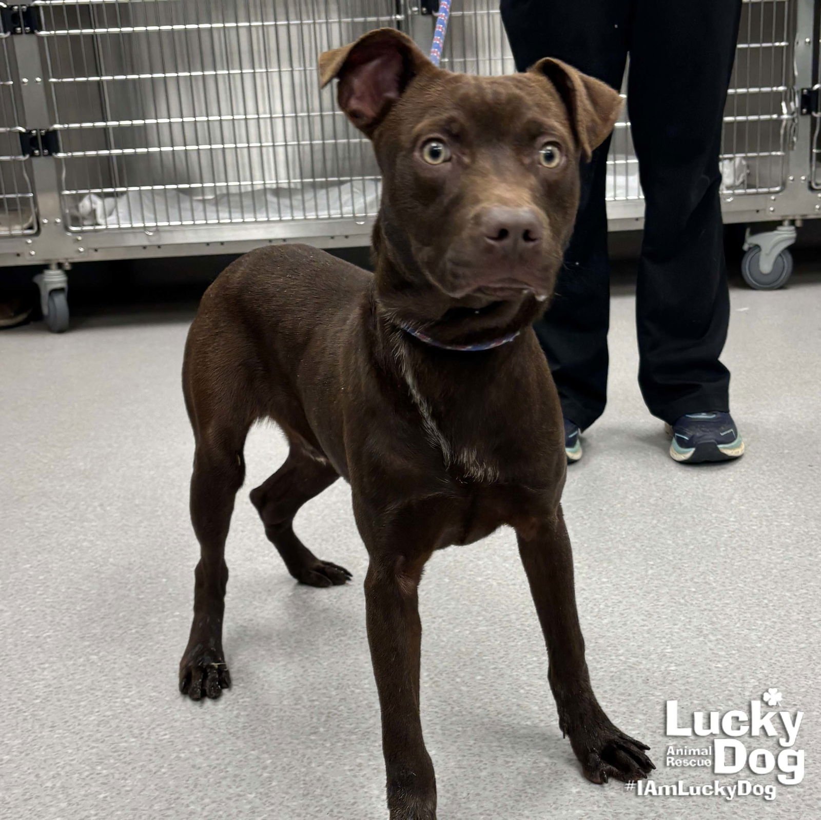 BILLY RAY - Labrador Retriever available for adoption