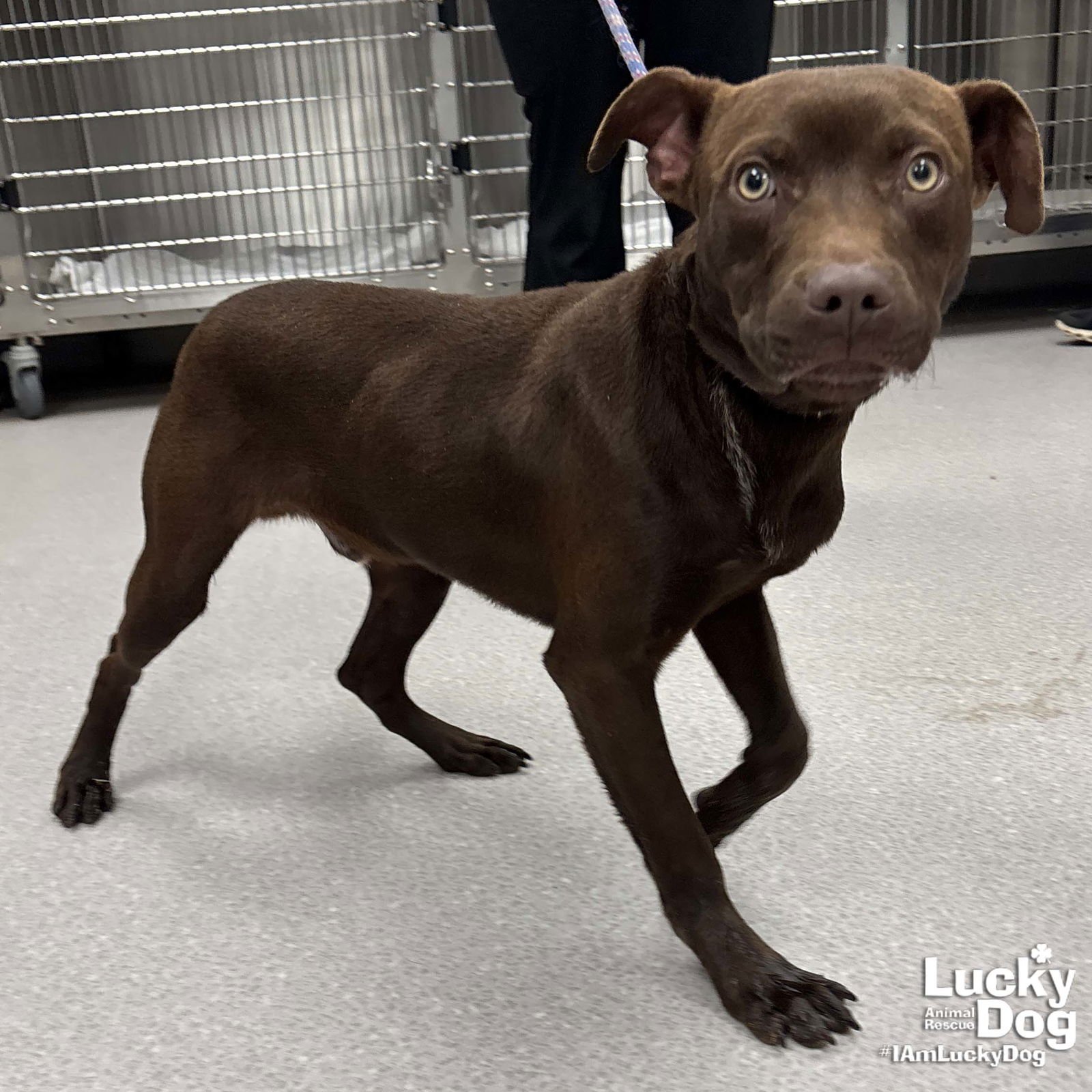 BILLY RAY - Labrador Retriever available for adoption