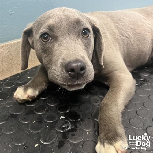 CHEEZ WIZ - Labrador Retriever available for adoption