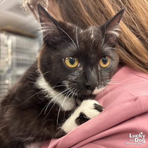 SNACKS - Domestic Short Hair available for adoption