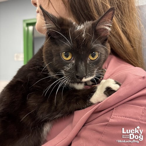 SNACKS - Domestic Short Hair available for adoption