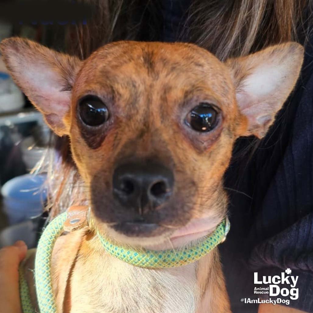 NASH - Chihuahua available for adoption