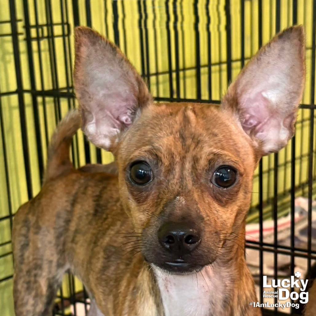 NASH - Chihuahua available for adoption