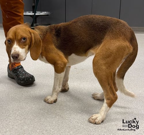 GINGER - Beagle available for adoption