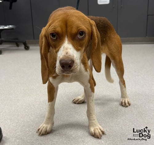 GINGER - Beagle available for adoption