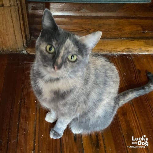 JOAN - Domestic Short Hair available for adoption