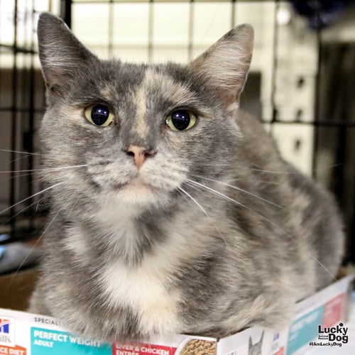 JOAN - Domestic Short Hair available for adoption