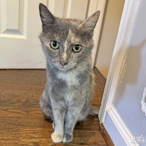 JOAN - Domestic Short Hair available for adoption