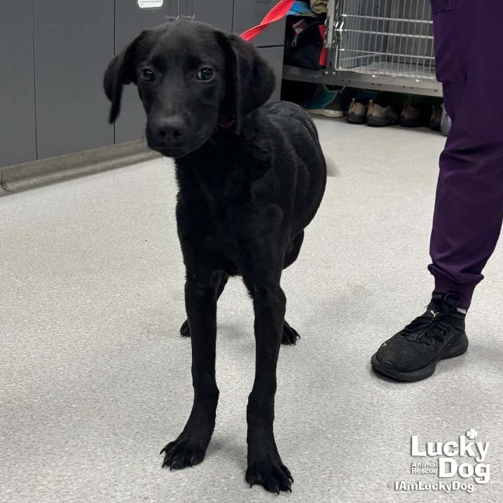 Louise Image
