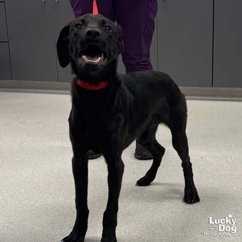 LOUISE - Labrador Retriever / Retriever available for adoption