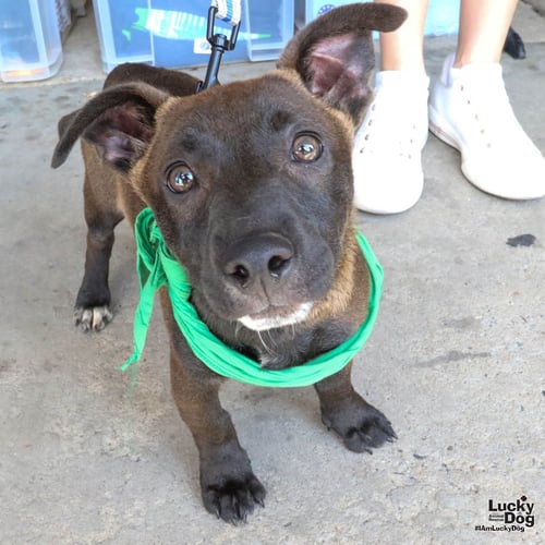 MONTE - Shepherd / Terrier available for adoption