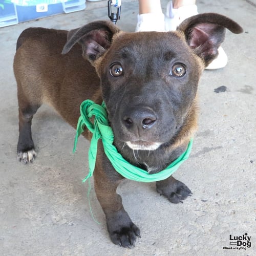 MONTE - Shepherd / Terrier available for adoption