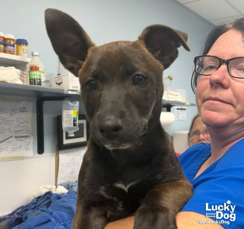 MONTE - Shepherd / Terrier available for adoption