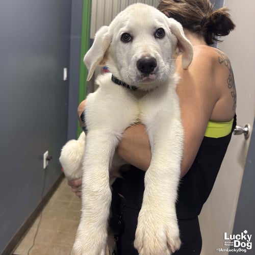 BANJO - Retriever / Great Pyrenees available for adoption