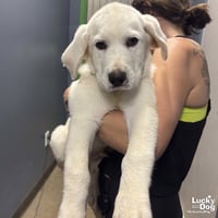 Banjo - Photo 2