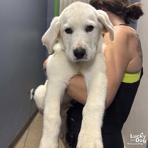 BANJO - Retriever / Great Pyrenees available for adoption