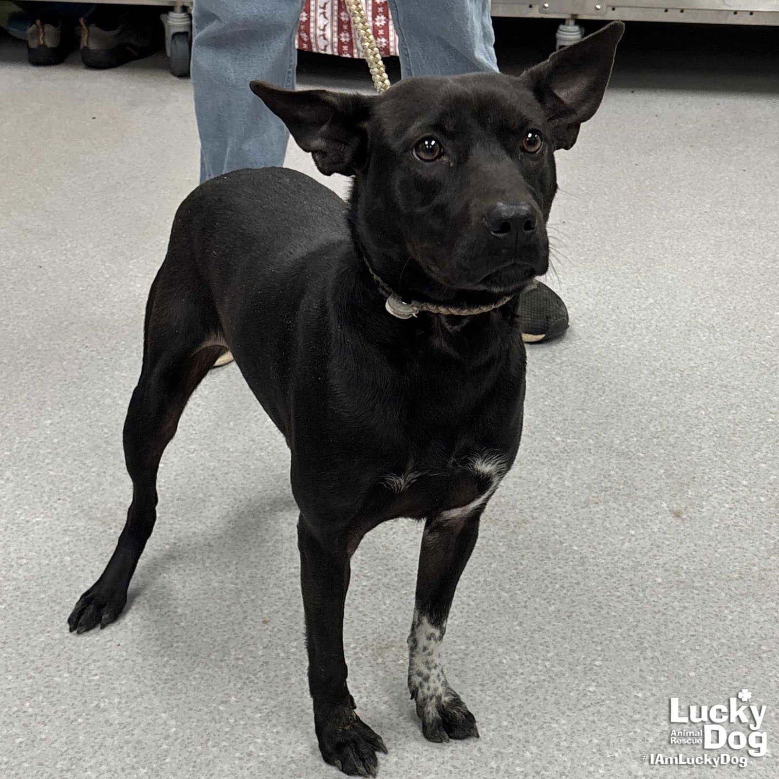 ADIDAS - Labrador Retriever / Australian Cattle Dog/Blue Heeler available for adoption