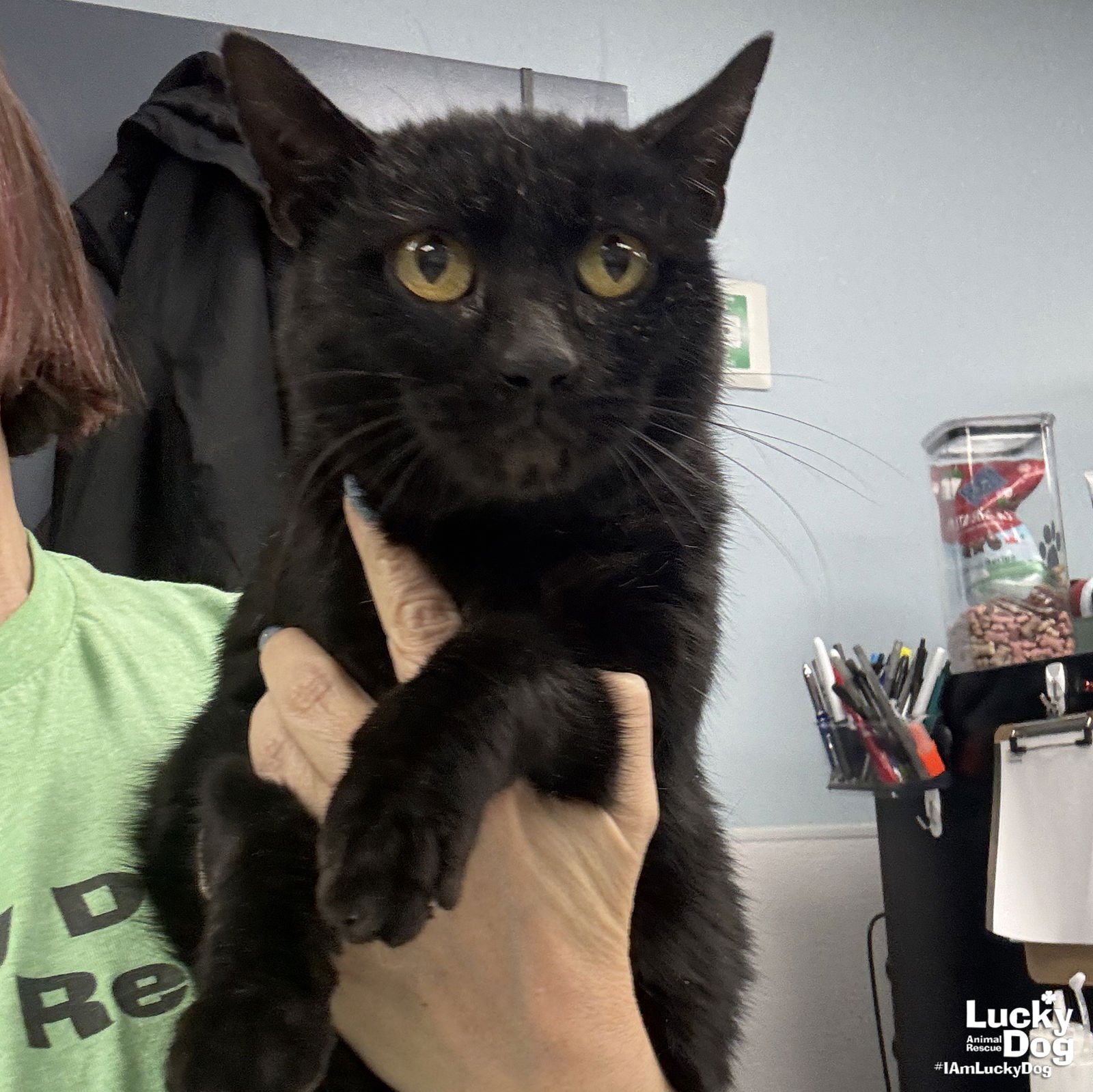 ALICE - Domestic Short Hair available for adoption