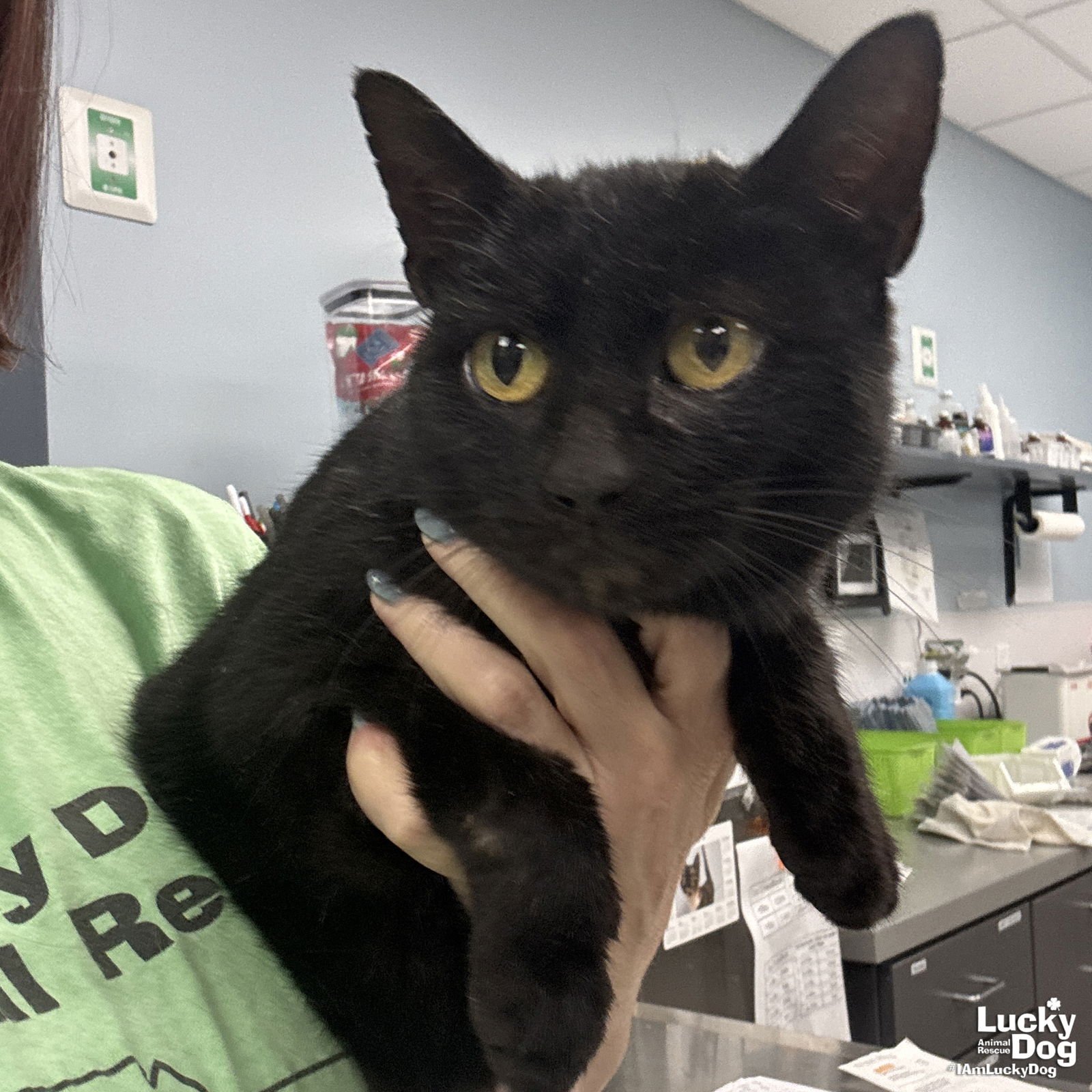 ALICE - Domestic Short Hair available for adoption