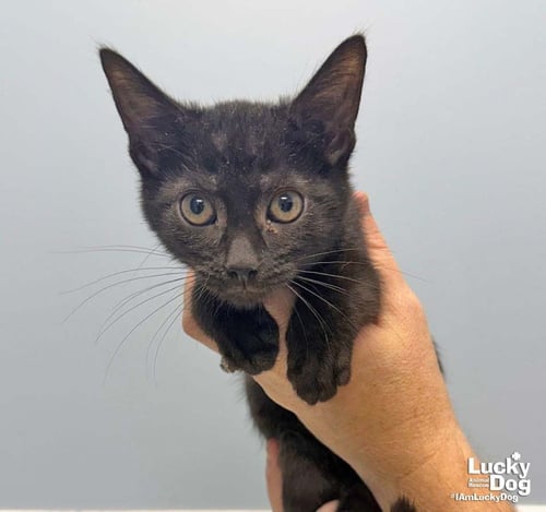 LANDON - Domestic Short Hair available for adoption