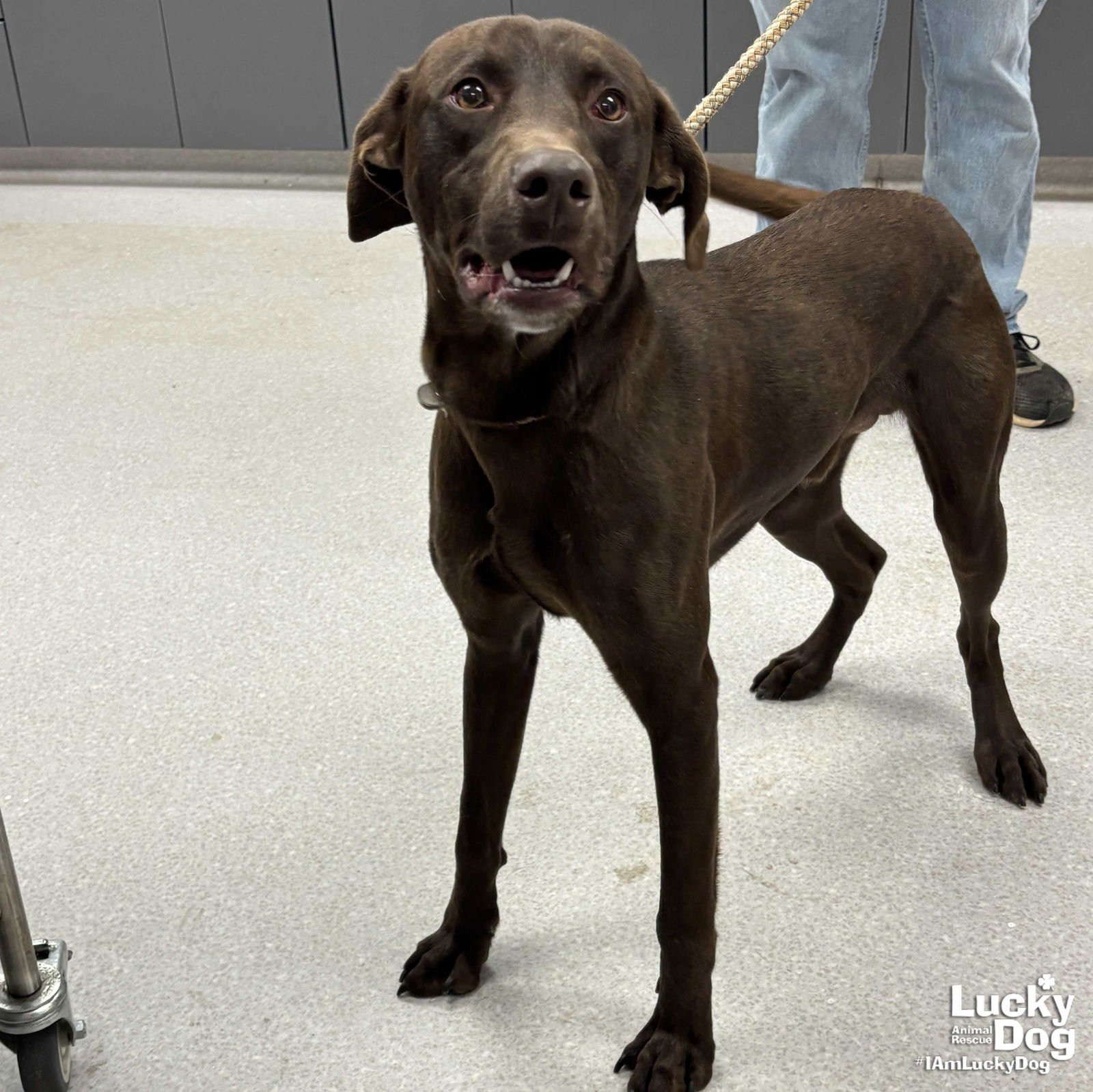 PICHU - Labrador Retriever available for adoption