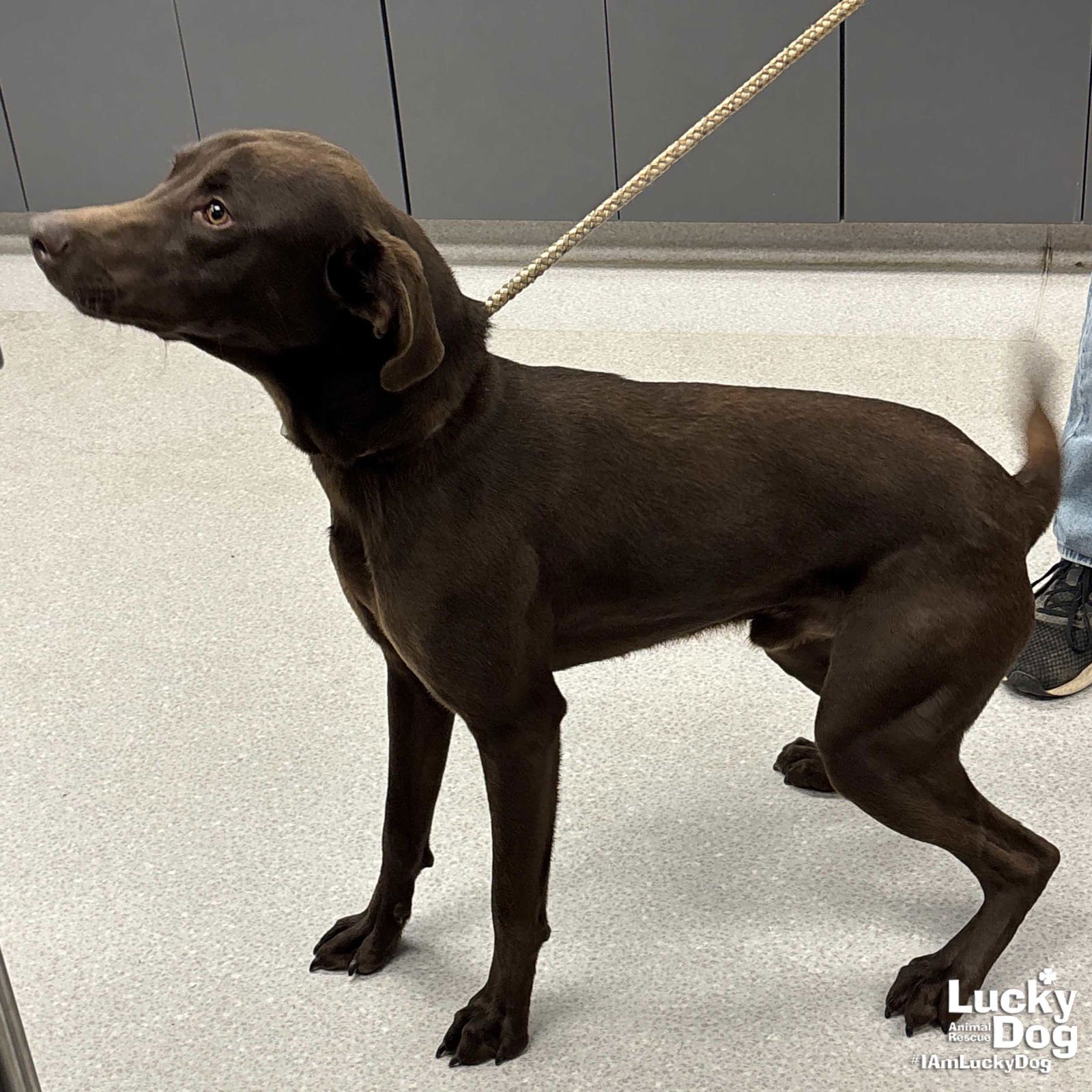 PICHU - Labrador Retriever available for adoption