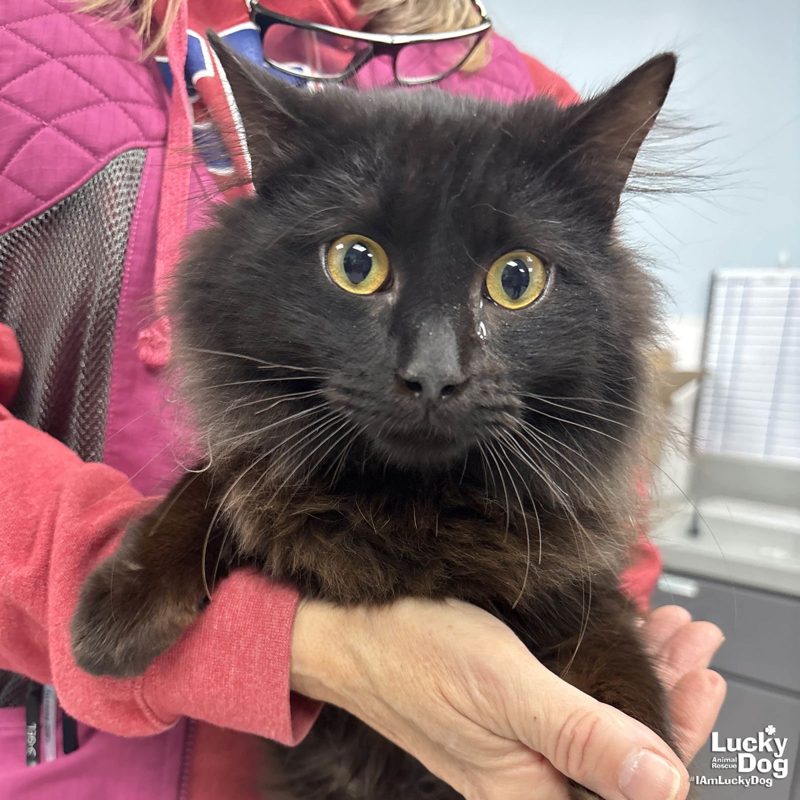 CHOPIN - Domestic Long Hair available for adoption