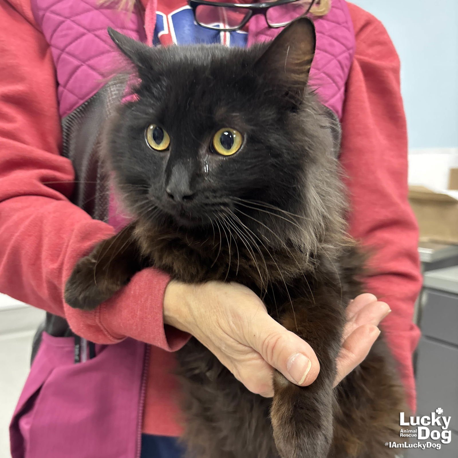 CHOPIN - Domestic Long Hair available for adoption