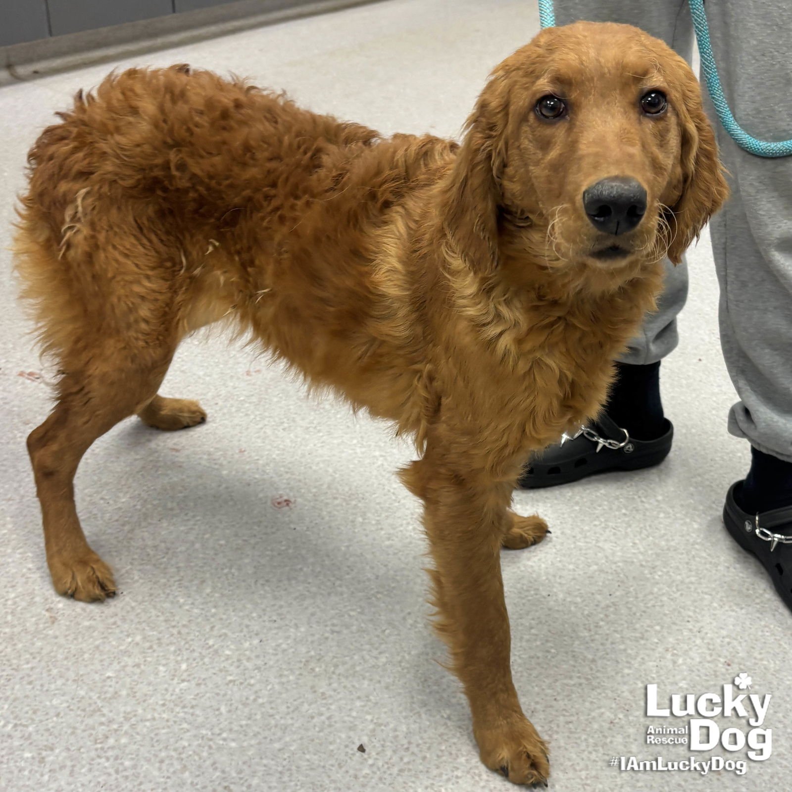 SUNSHINE - Golden Retriever / Poodle (unknown type) available for adoption