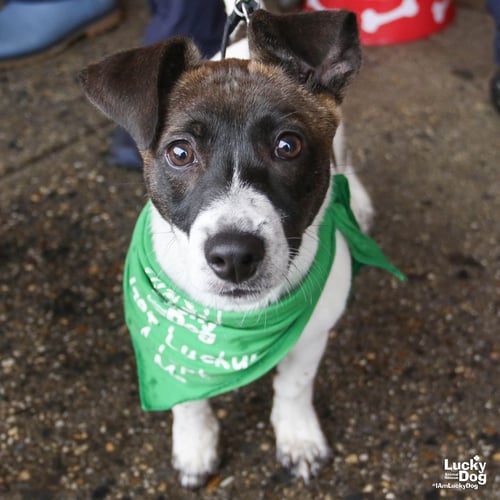 CARLO - Labrador Retriever / Dachshund available for adoption
