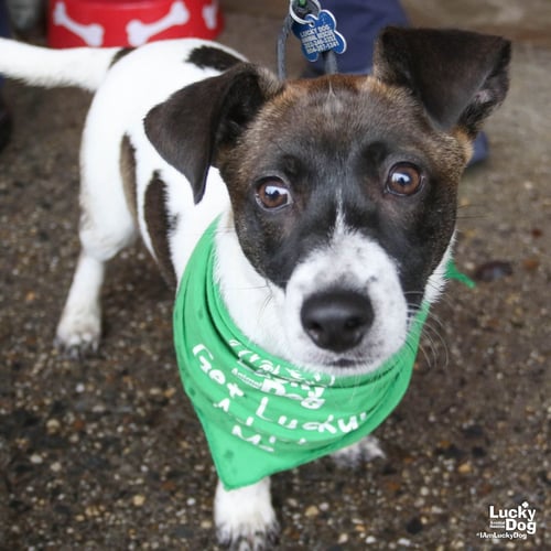CARLO - Labrador Retriever / Dachshund available for adoption