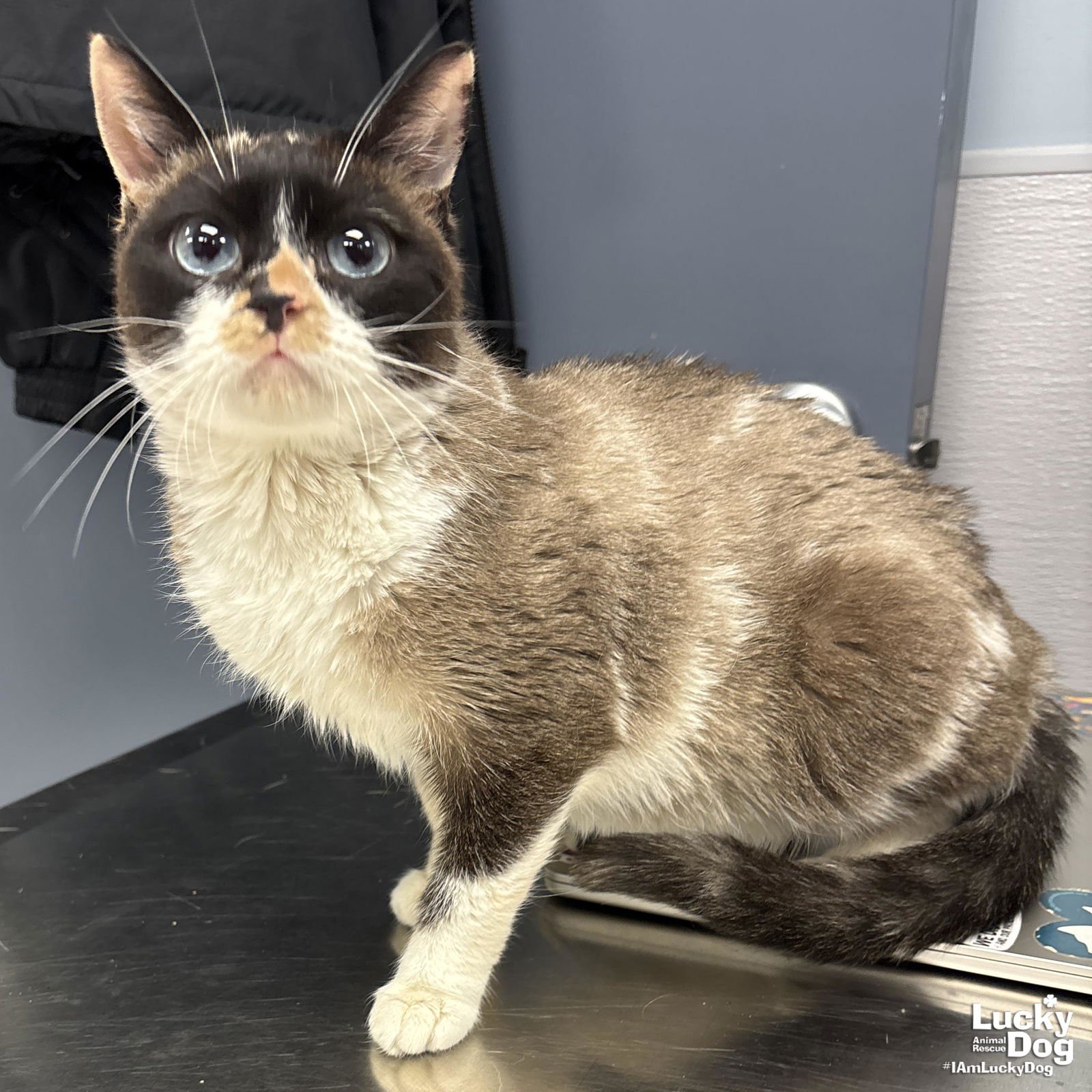 OPINIONS - Domestic Short Hair available for adoption