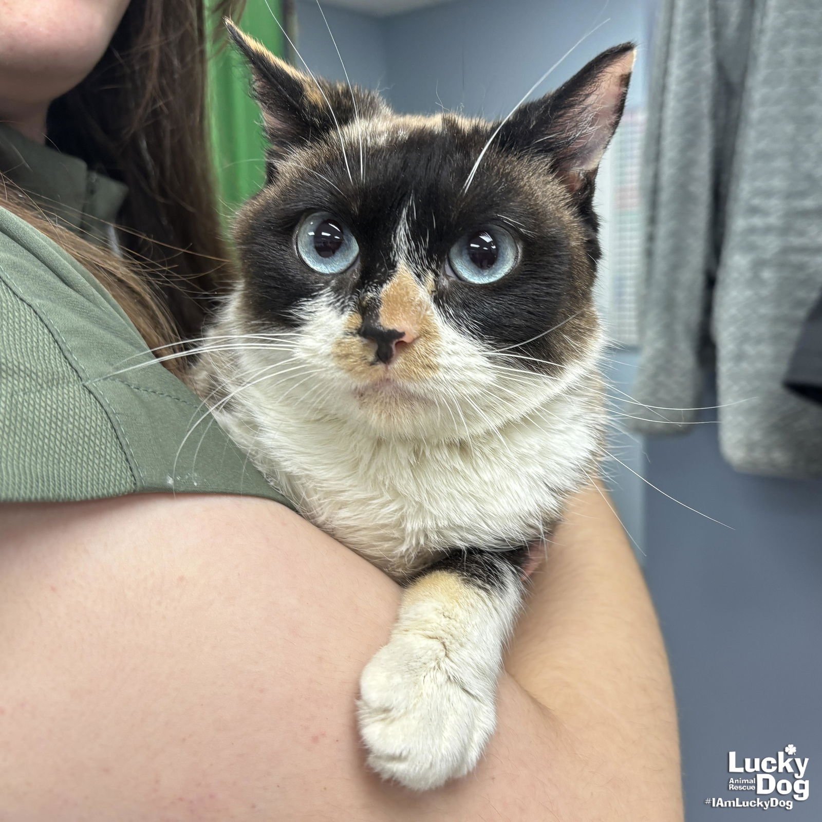 OPINIONS - Domestic Short Hair available for adoption