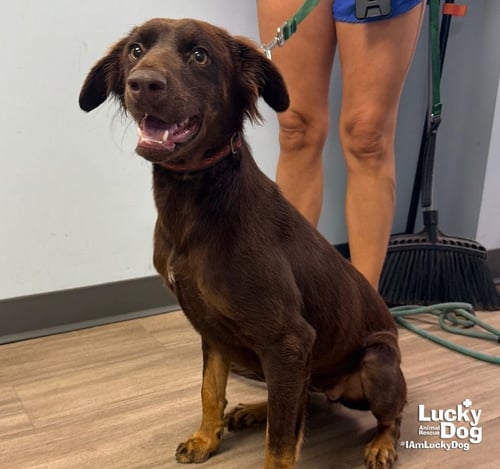 TOOTSIE ROLL - Shepherd / Spaniel available for adoption
