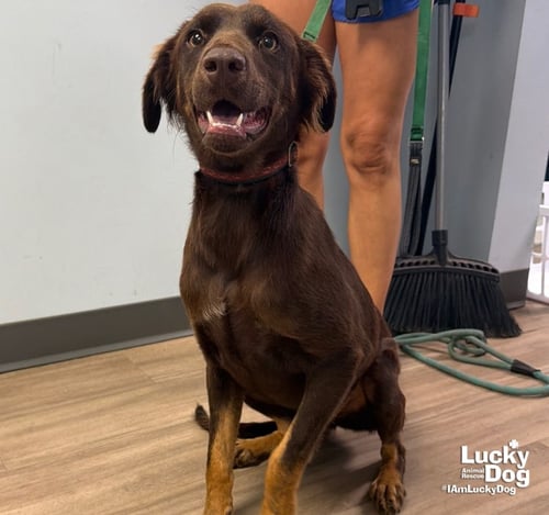TOOTSIE ROLL - Shepherd / Spaniel available for adoption
