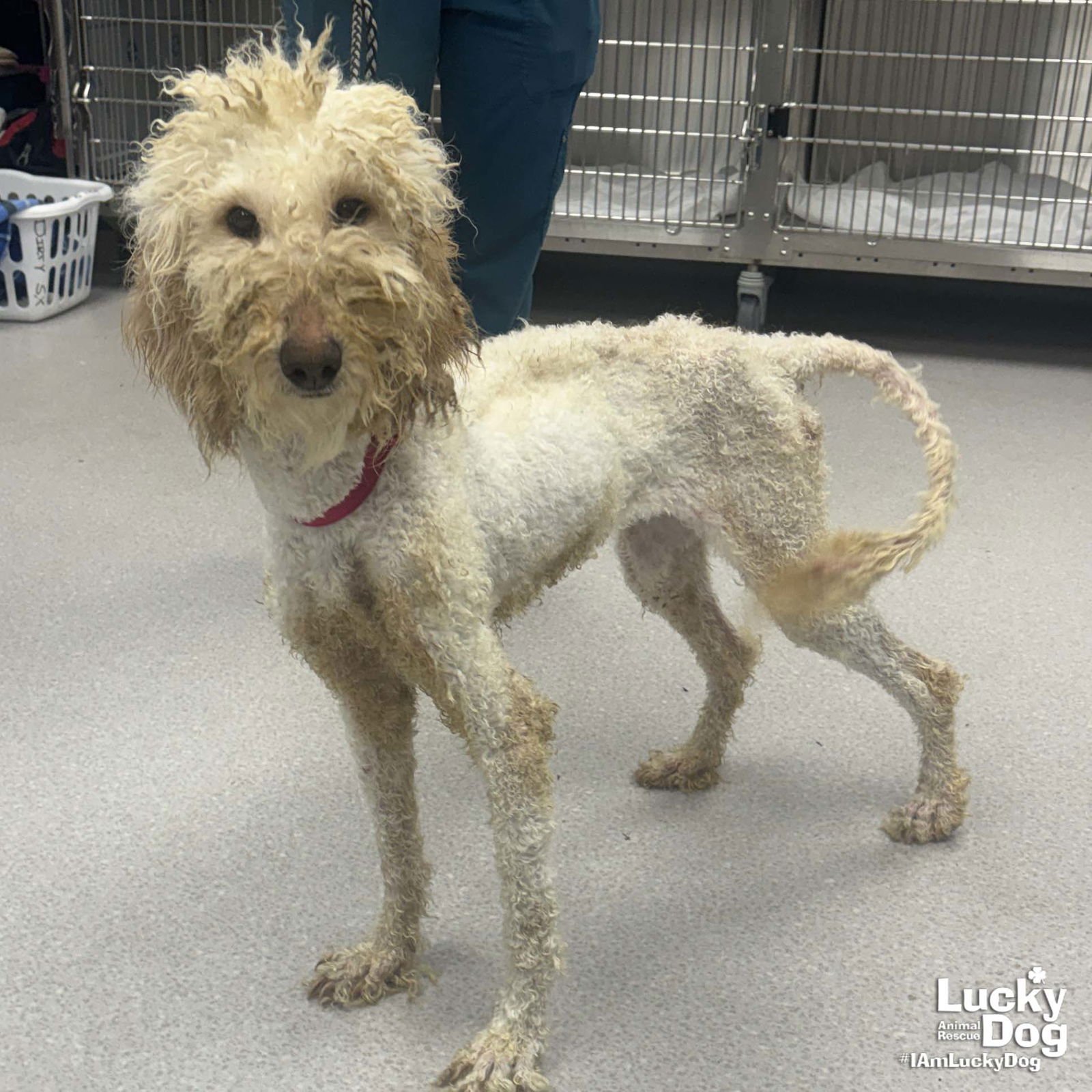 CHARLOTTE - Golden Retriever / Poodle (unknown type) available for adoption