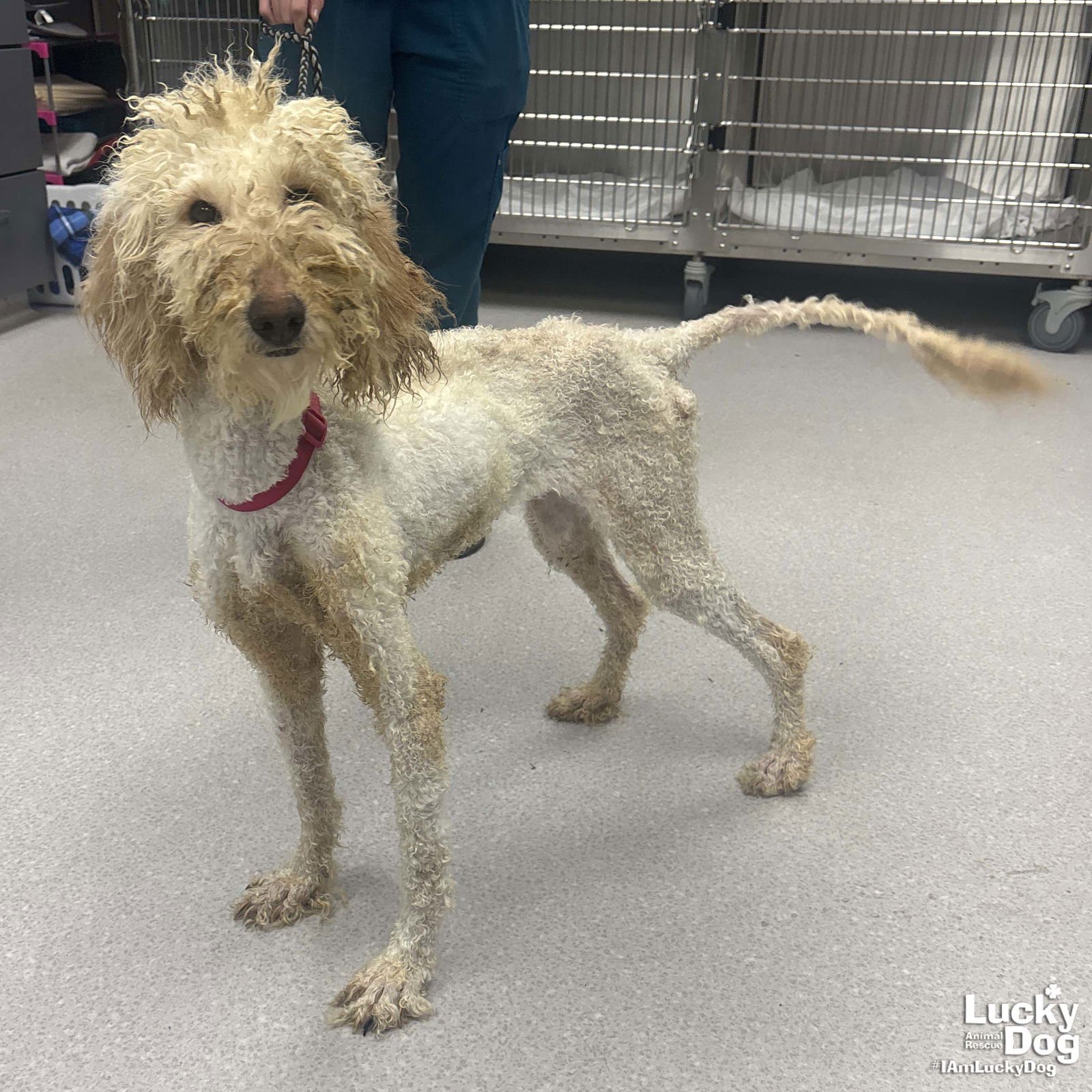 CHARLOTTE - Golden Retriever / Poodle (unknown type) available for adoption