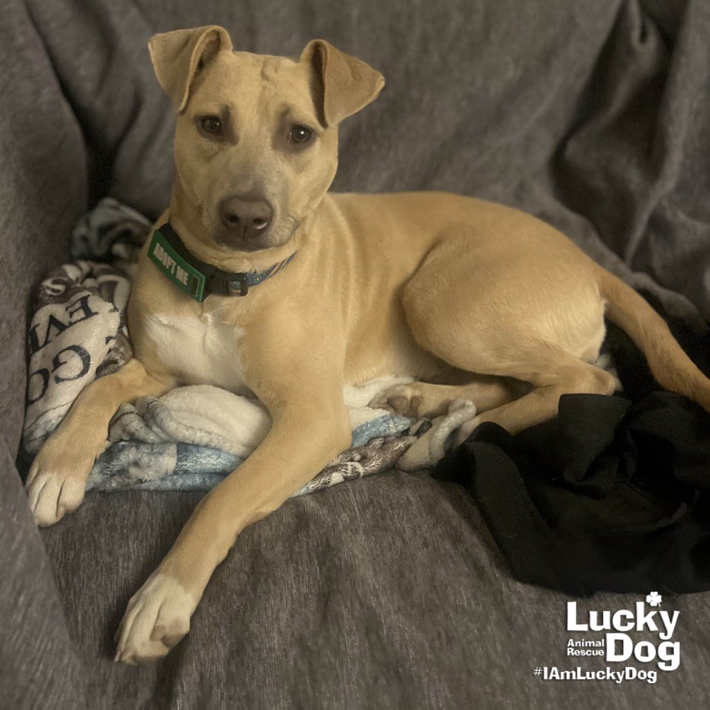 KALI - Terrier available for adoption