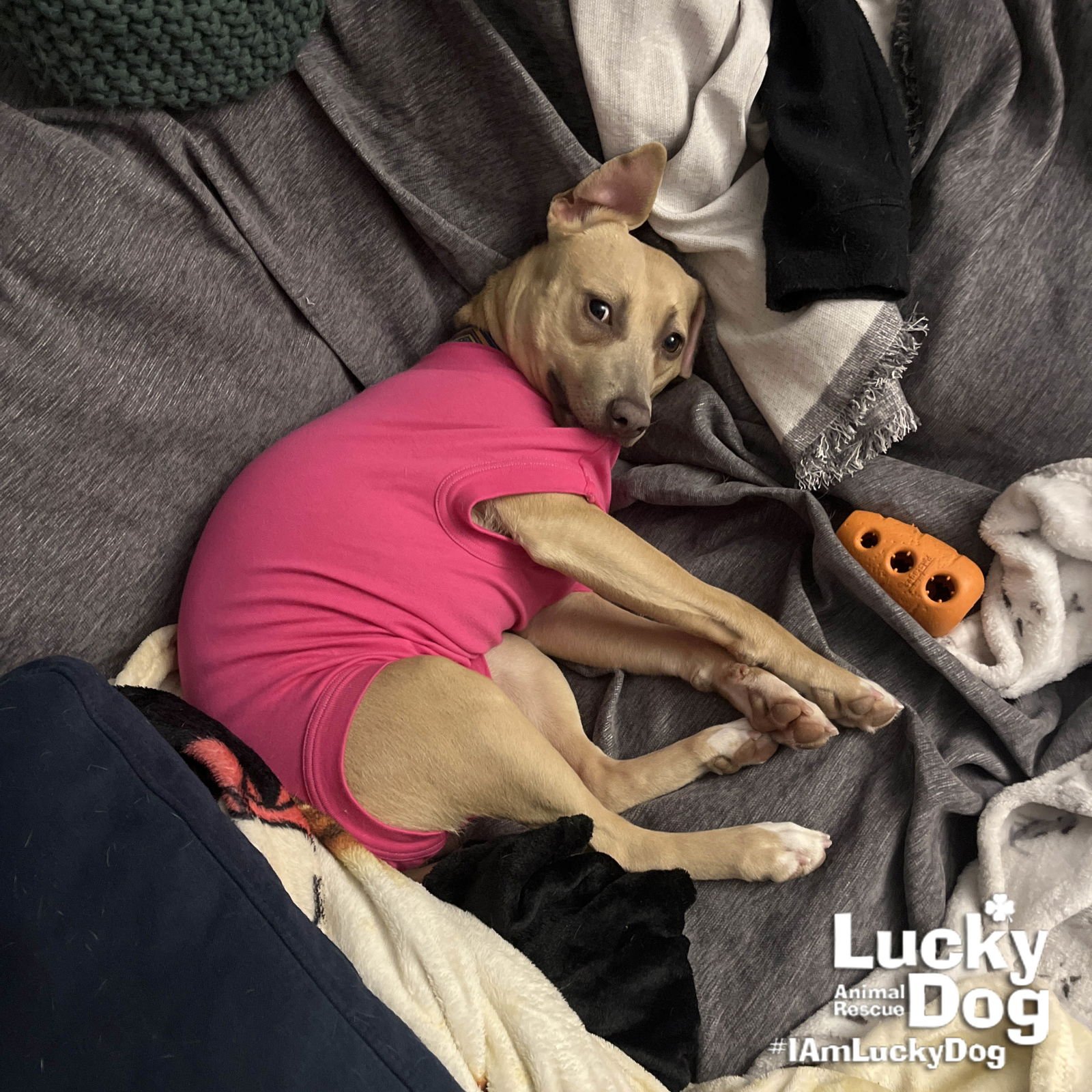 KALI - Terrier available for adoption